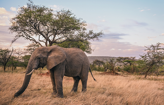 African Elephant in the Maasai Mara National Reserve captured by WWF-U.K.