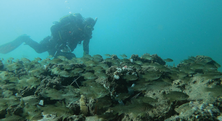 The Nature Conservancy - Oyster Harbour, Albany, Western Australia