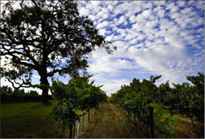 La Crema Russian River Valley Vineyard #2.tif