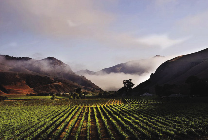 Landmark Vineyards