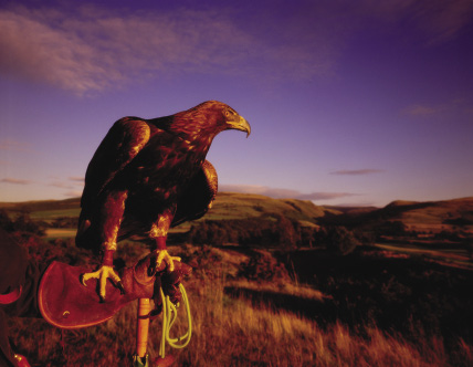 Falconry at Gleneagles