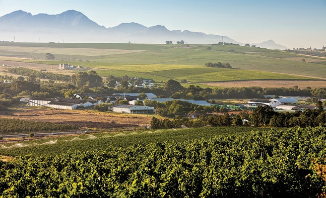 Stellenbosch Vineyards