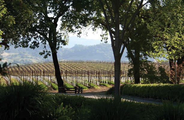 Starlite Vineyard