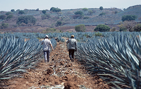 Menin Agave Field