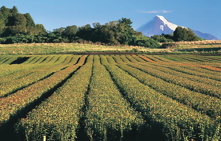 Chile Fruit Orchard