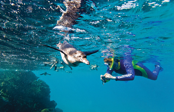 Lindblad Galápagos penguin