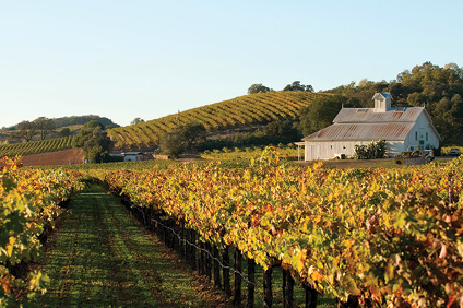 Starlite vineyards