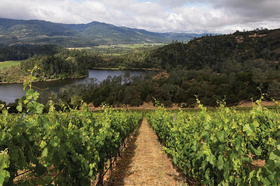 VIADER Vineyard