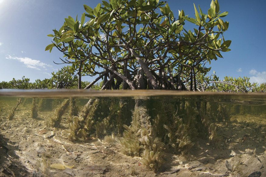 The Nature Convervancy - Warderick Wells Cay in the Bahamas Exuma Cays Land