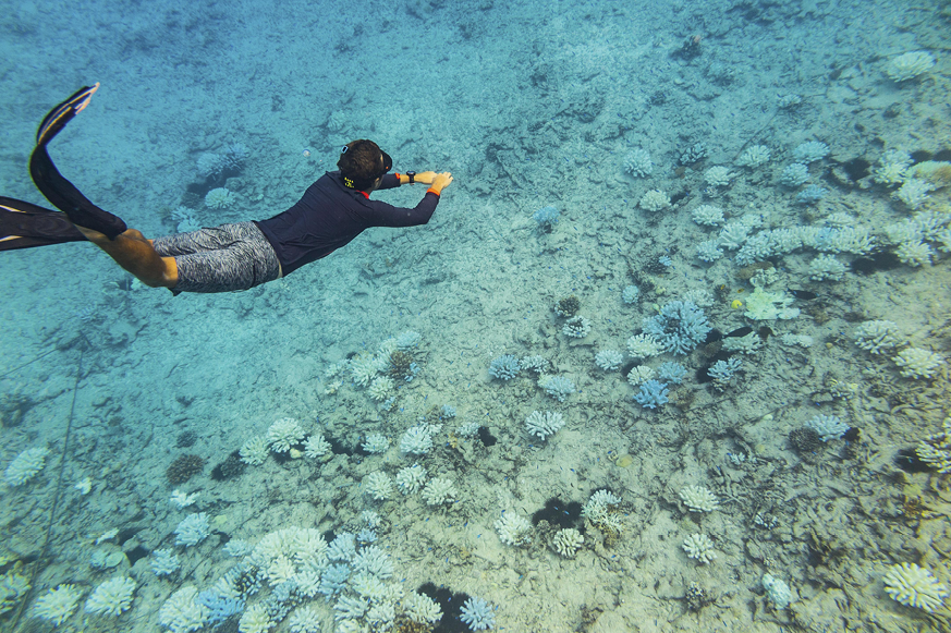 The Nature Conservancy - Cousin Island Coral Reef Restoration Project in the Cousin Island Special Reserve, Seychelles