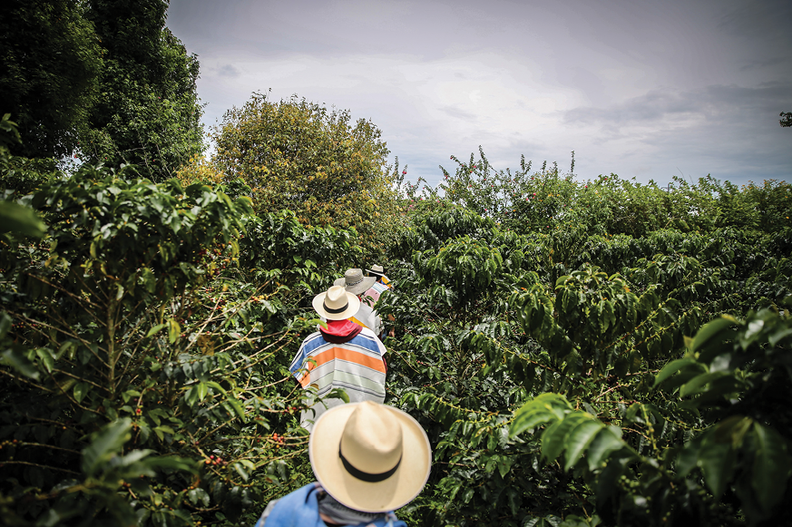 Acumen investee Azahar Coffee in Colombia