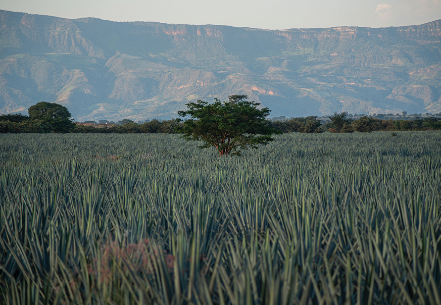 Tequila Tromba Highlands agave fields in Jalisco