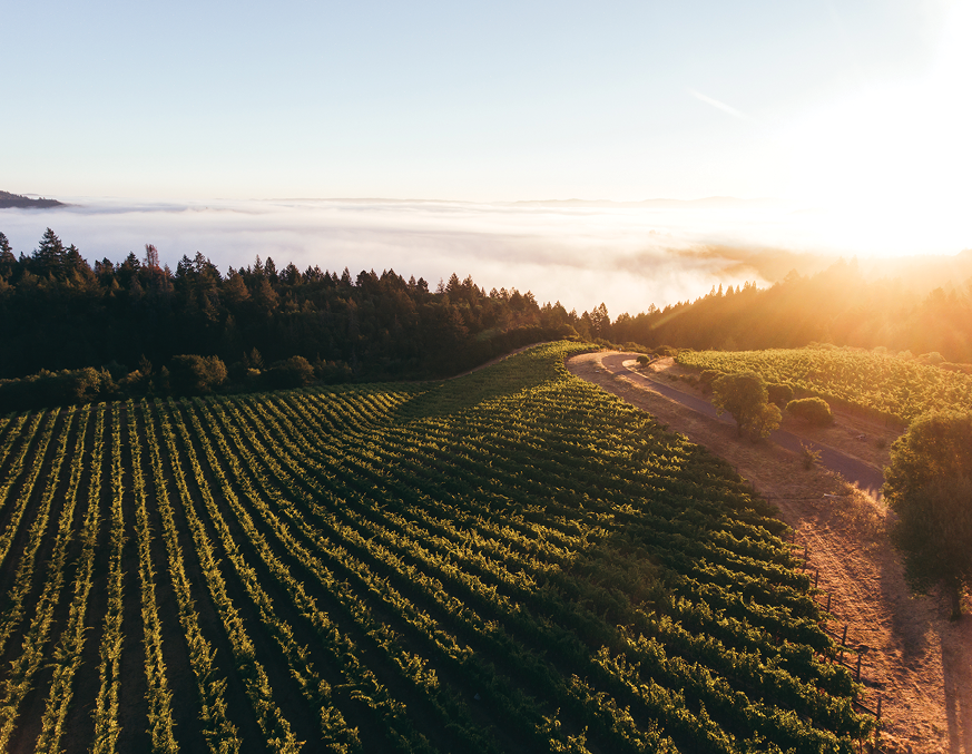 Barbara Banke Jackson Family Wines’ vineyard in Veeder Park, Napa