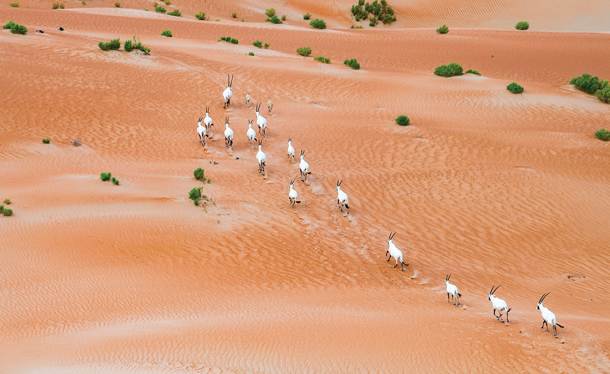 EAD Arabian Oryx