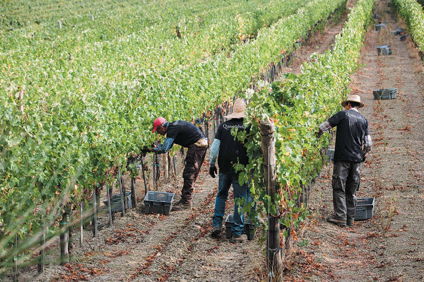 Querciabella Vineyard