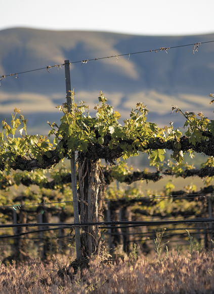 Washington State Kiona Vineyard