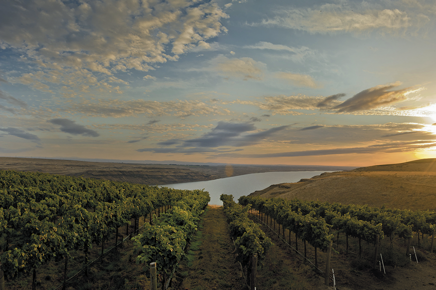 Benches Vineyard, Horse Heaven Hills AVA, Washington