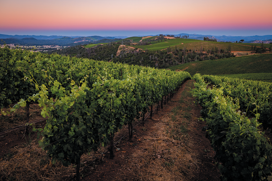 A Brassfield Estates vineyard