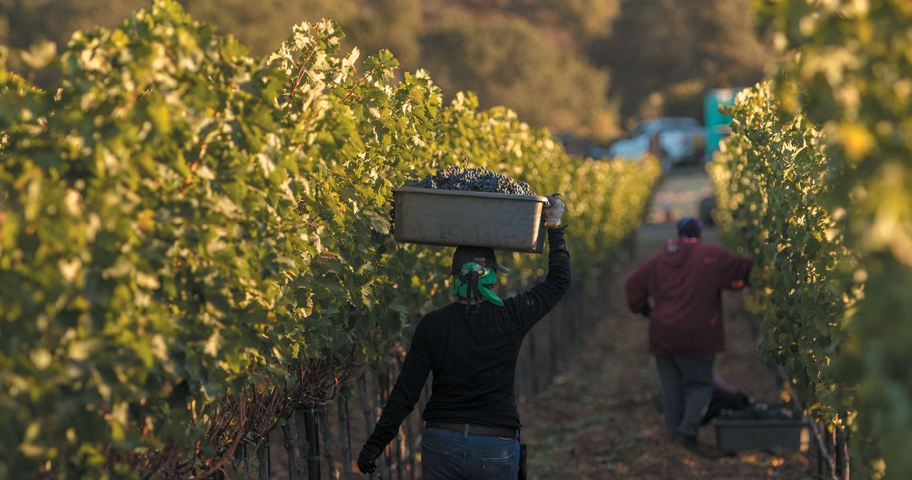 Moone Tsai harvest