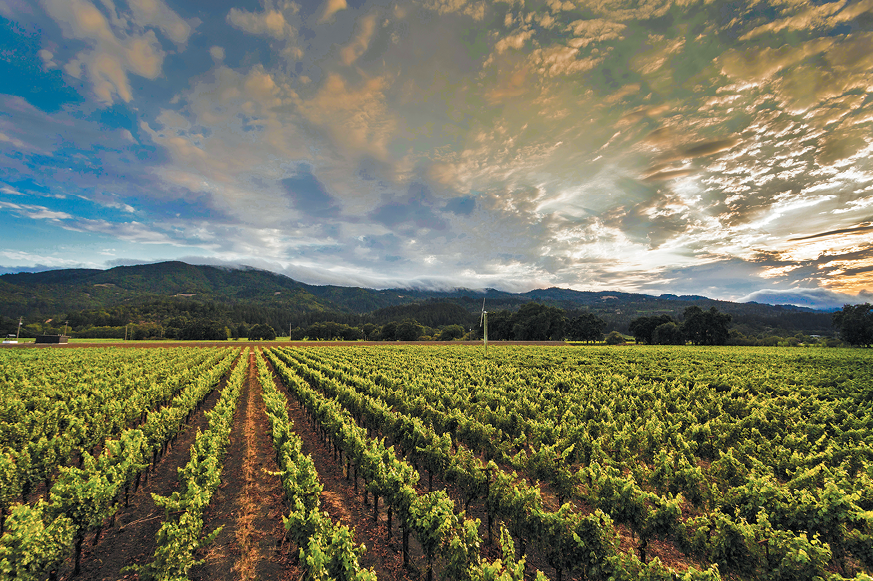 Grgich Hills Estate vineyards