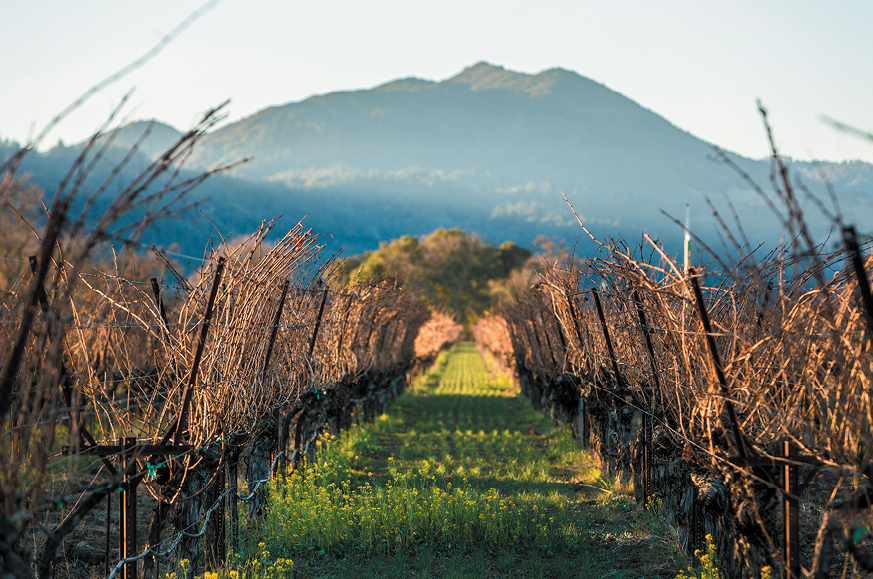 Grgich Hills Estate vineyards