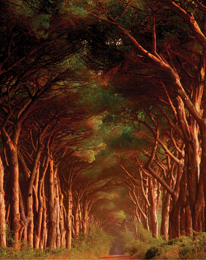 Andy Katz, Tuscan Trees, Italy