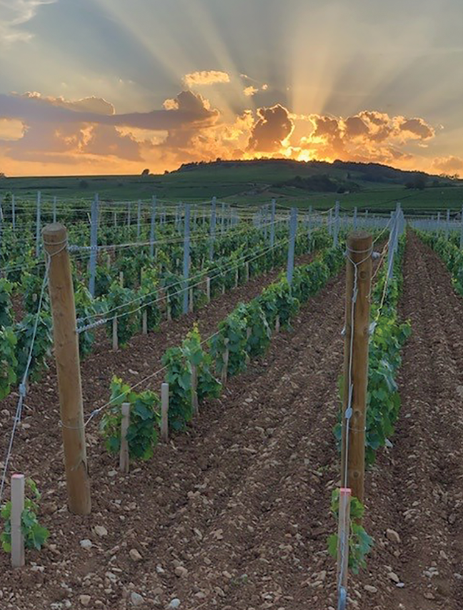 Domaine Pierre Girardin