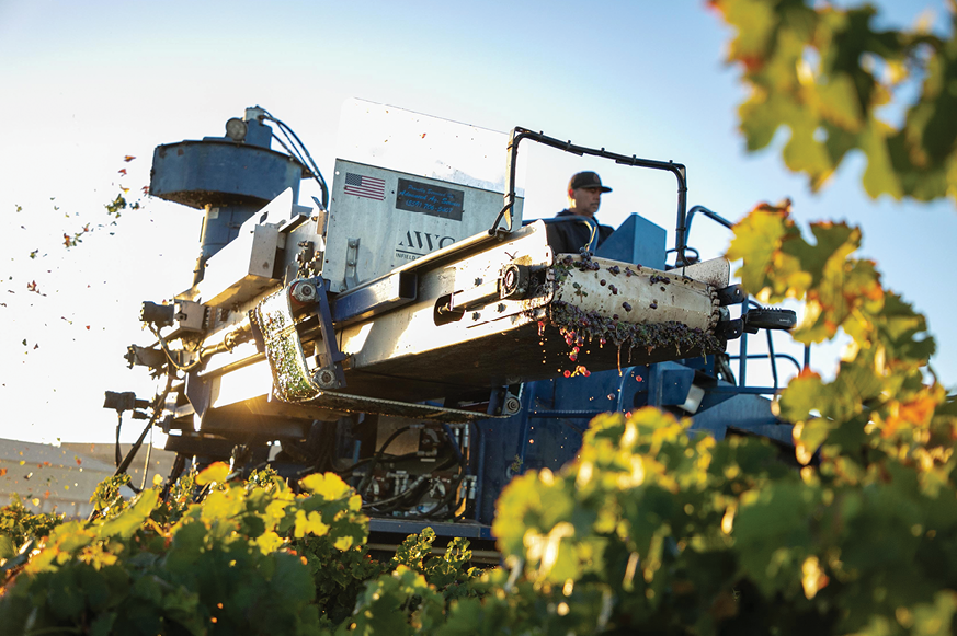 Le Vigne Paso Robles 2024 harvest