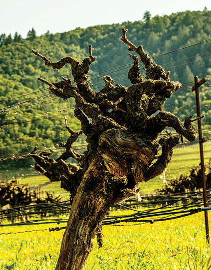 Regenerative farming at Grgich Hills Estate