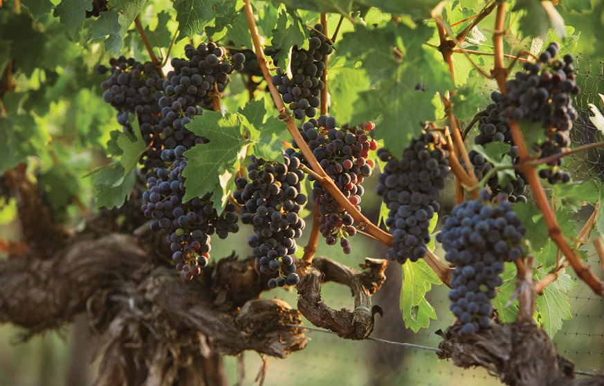 Cimento San Tommasco Cabernet vine