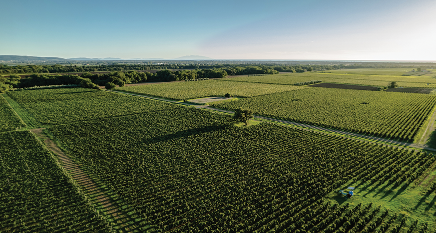 Marilisa Allegrini Poggio al Tesoro Vineyards
