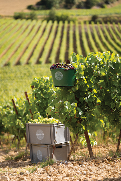 French Bloom vineyards and alcohol-free wines